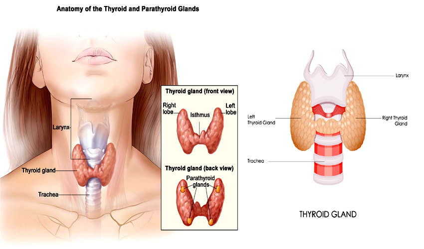 Thyroid Disorders